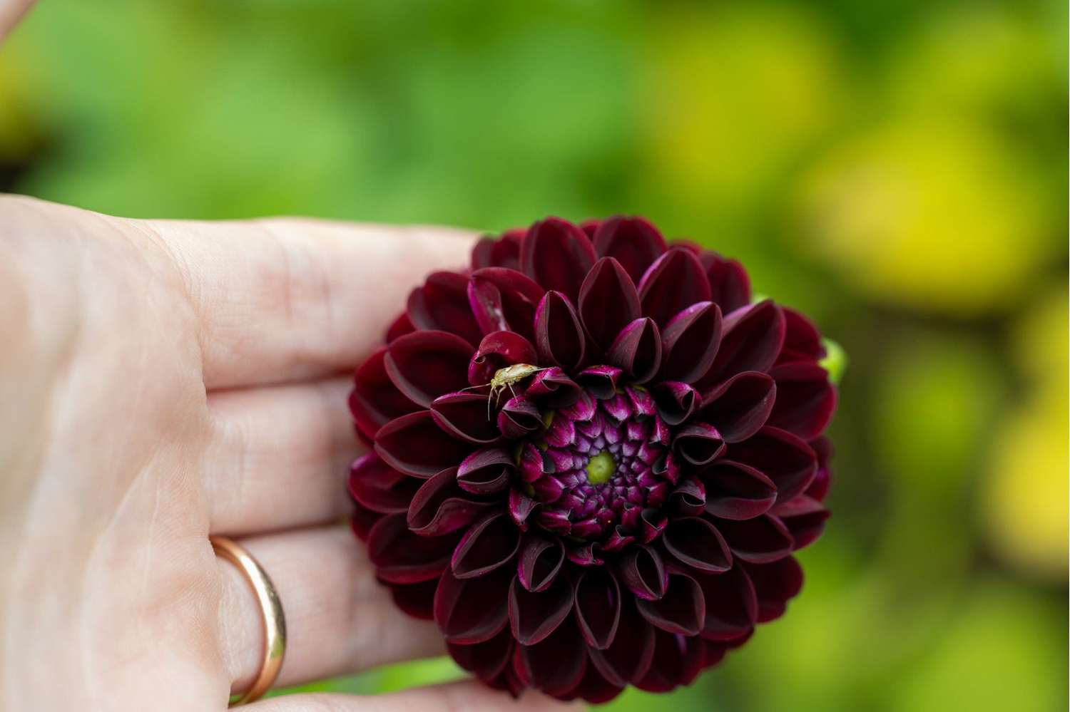 Dahlia 'Dark Spirit'